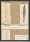 Amphipleura lindheimeri (de-Toni-Nr.: Genus 10, Species 986) Zeichnungen Sammlung Grunow Nr. 1865 (NHMW-BOT-W0368815)